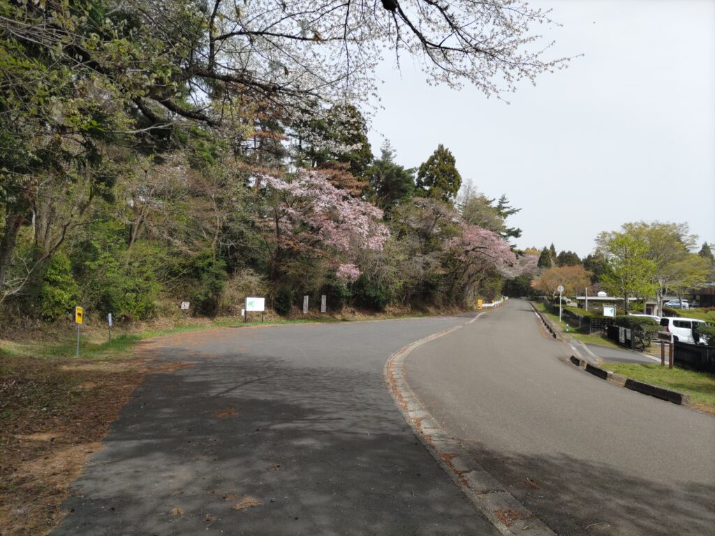 県民の森の中央記念館　　桜