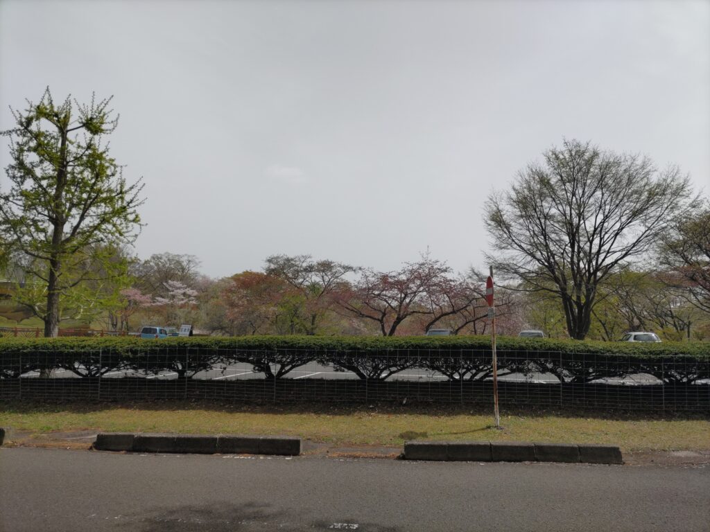 県民の森の中央記念館　　桜も終盤