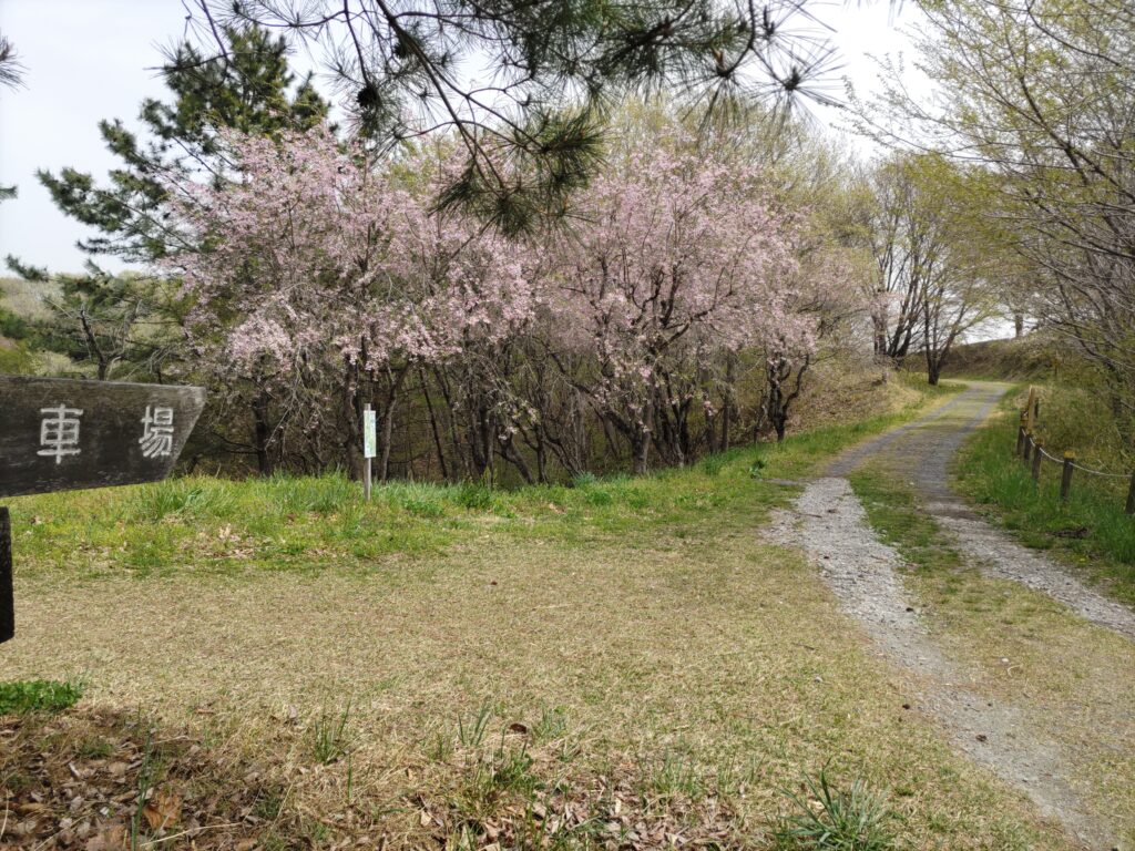 梅苑　分岐点の山桜