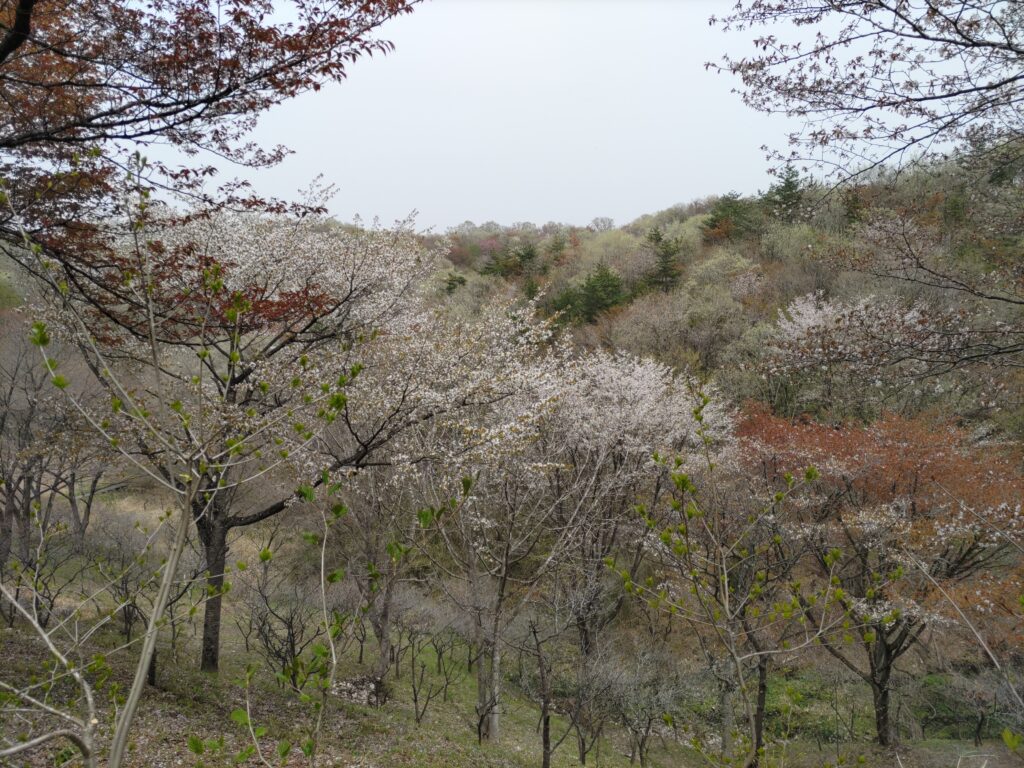 梅苑の山桜