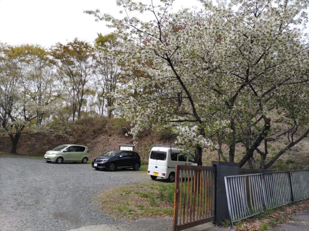 四季の森　駐車場の葉桜