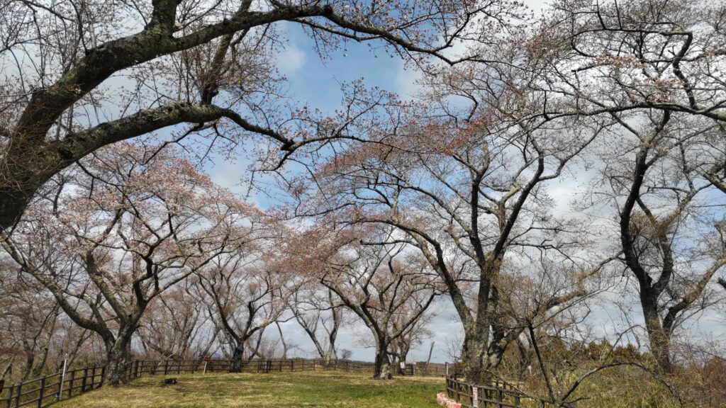 県民の森　高森山　桜