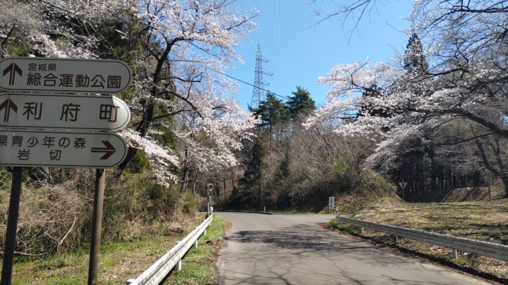 青麻神社への分岐点の桜