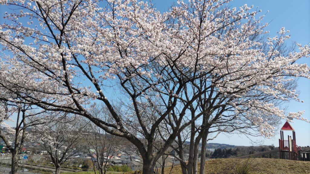 グランディー２１公園　桜