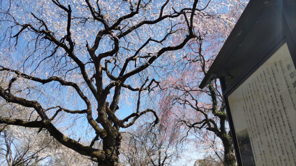 岩切城跡の桜