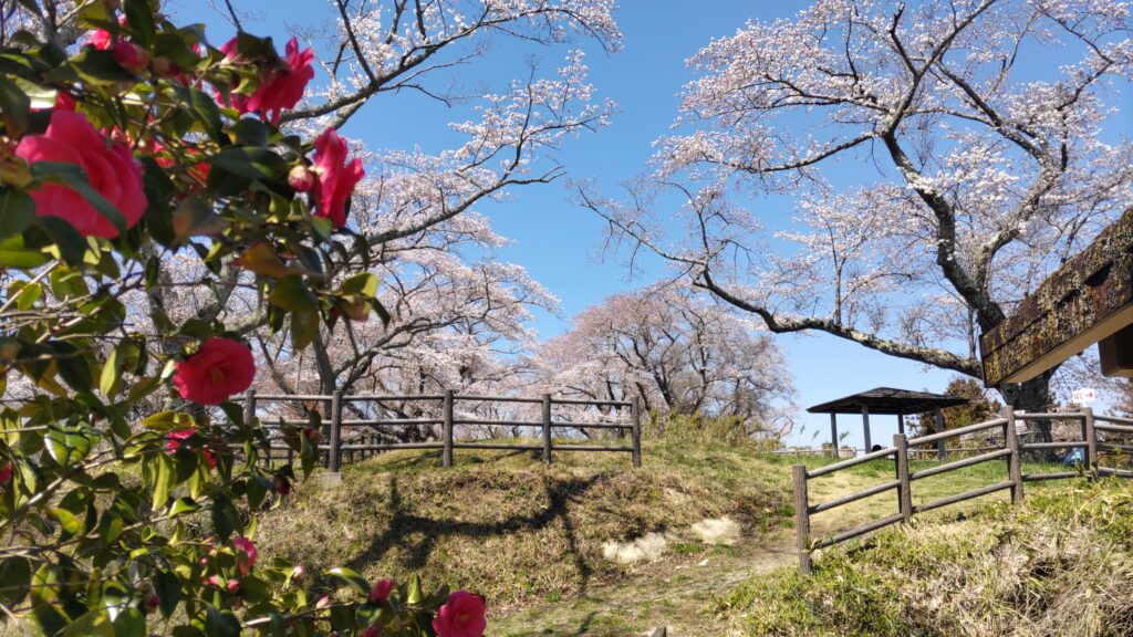 高森山　山頂　桜