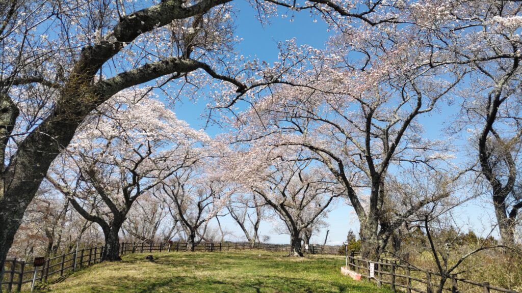 高森山　山頂　桜
