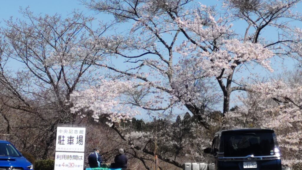 中央記念館の桜