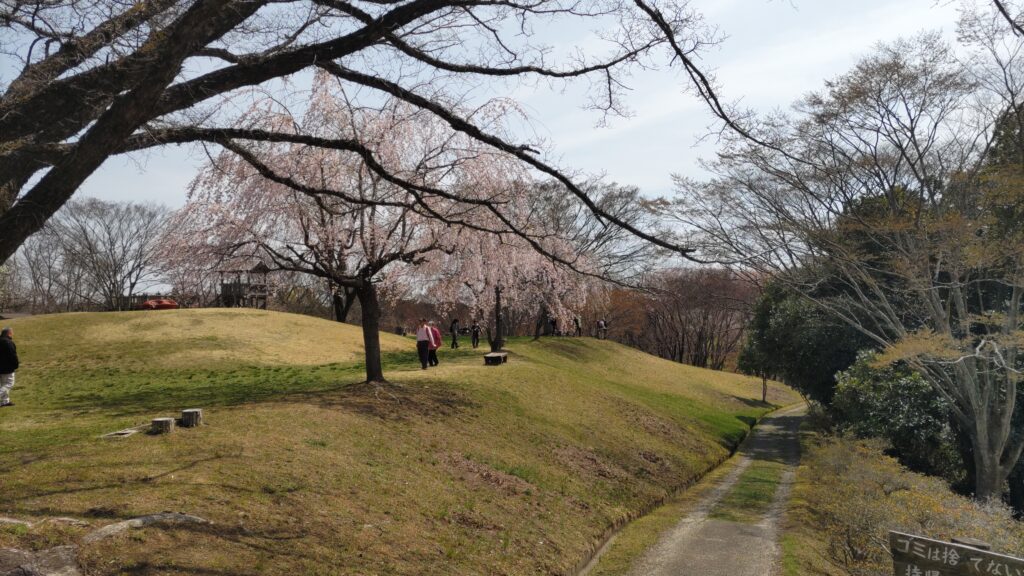 中央記念館の枝垂桜