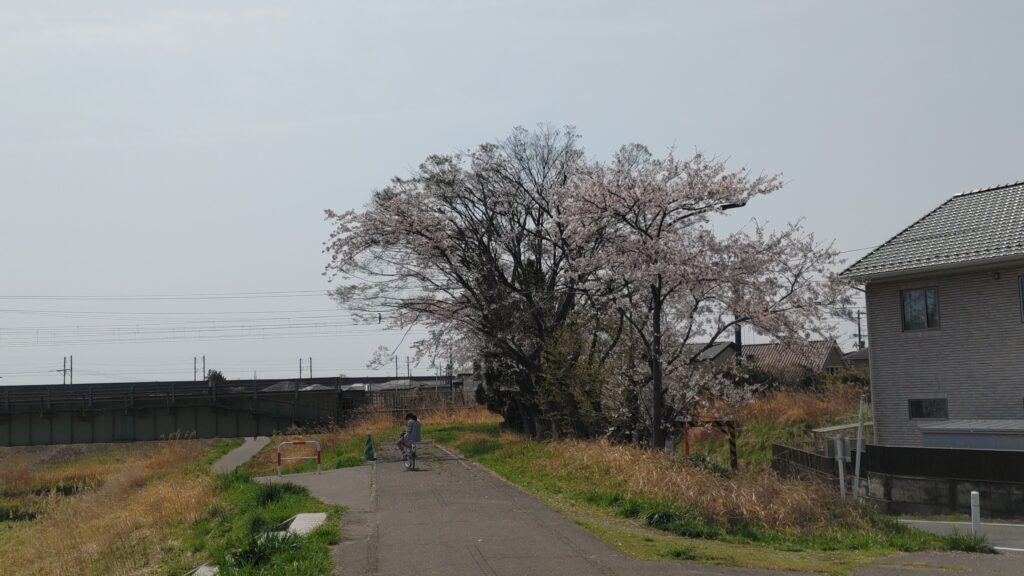 東北本線下の桜