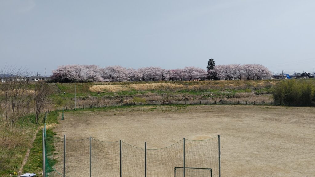 中野堰の下流『割石』の桜並木