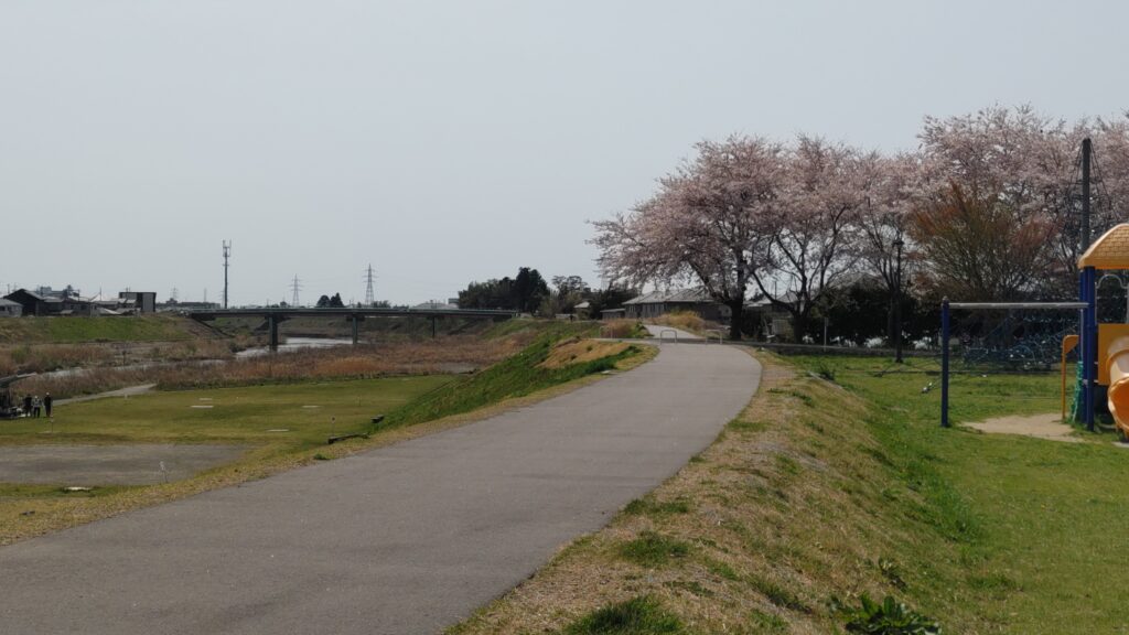 七北田川田子緑地の桜