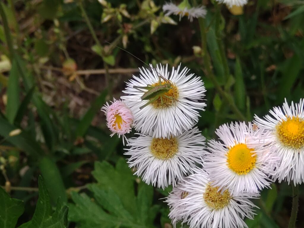 ハルジオンと虫