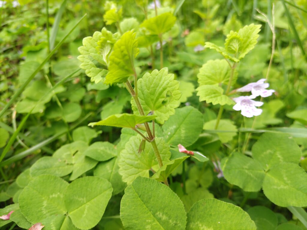 カキドウシ