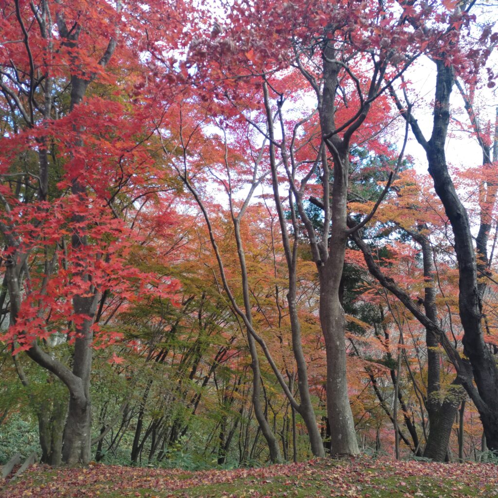 県民の森　中央記念館の紅葉トンネル