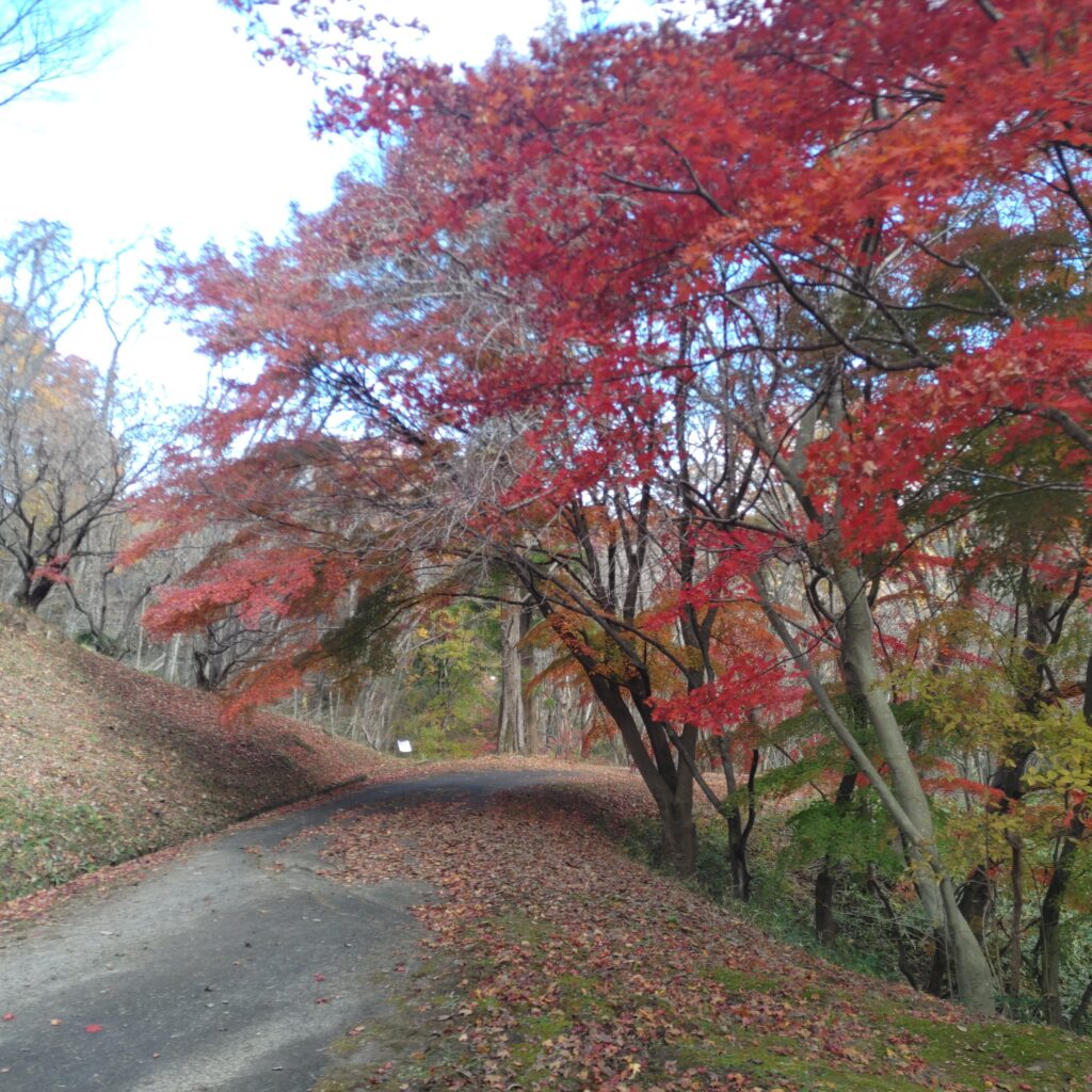 県民の森　中央記念館の紅葉トンネル