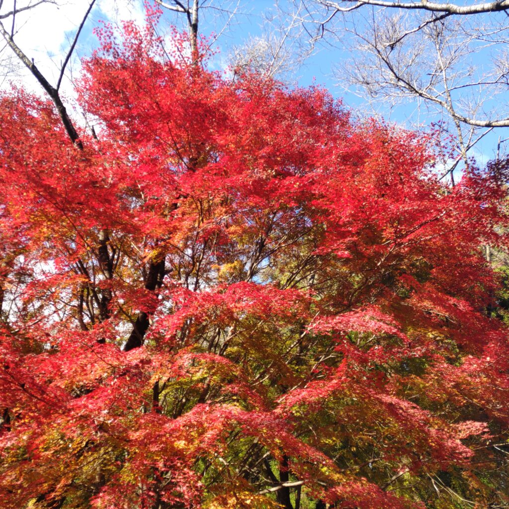 岩切城跡　紅葉