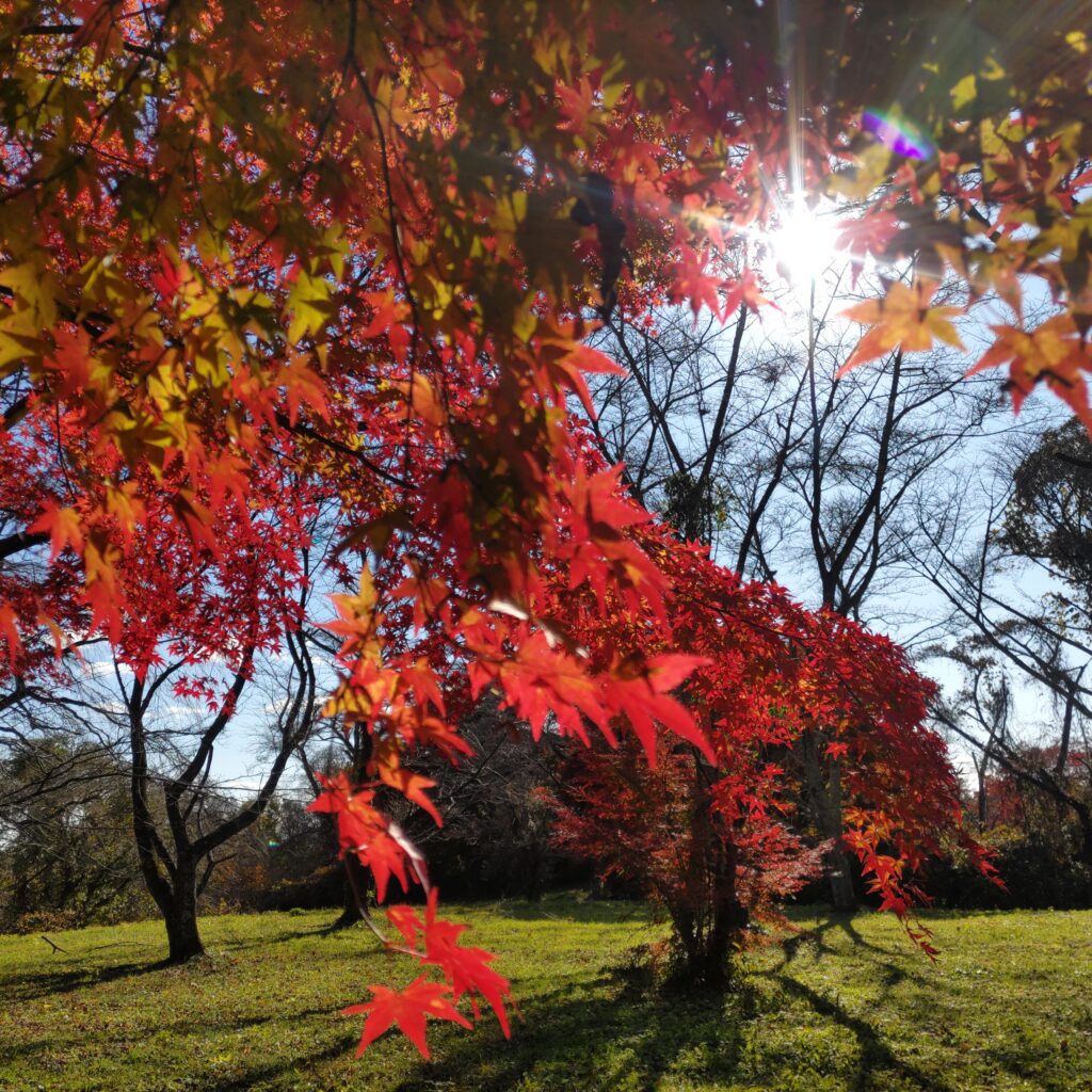 岩切城跡　紅葉