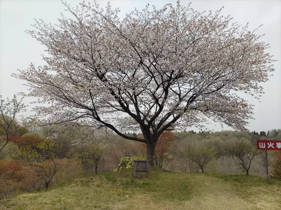 県民の森　梅苑の桜