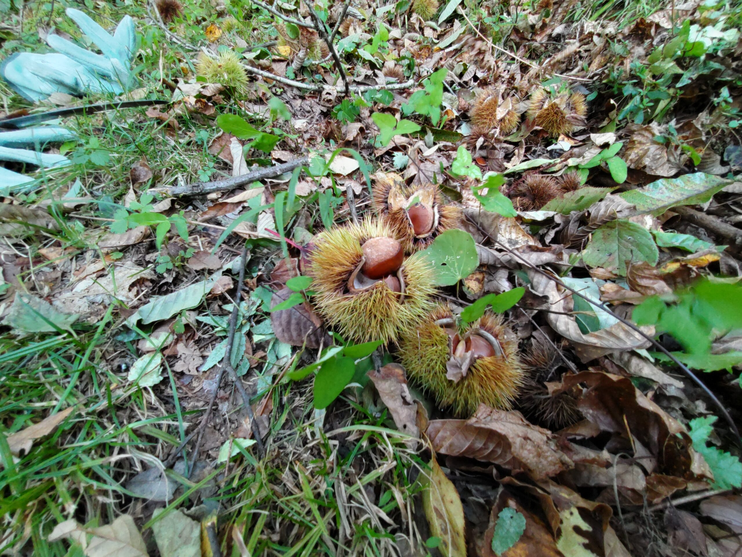 県民の森　　里山の山栗採り