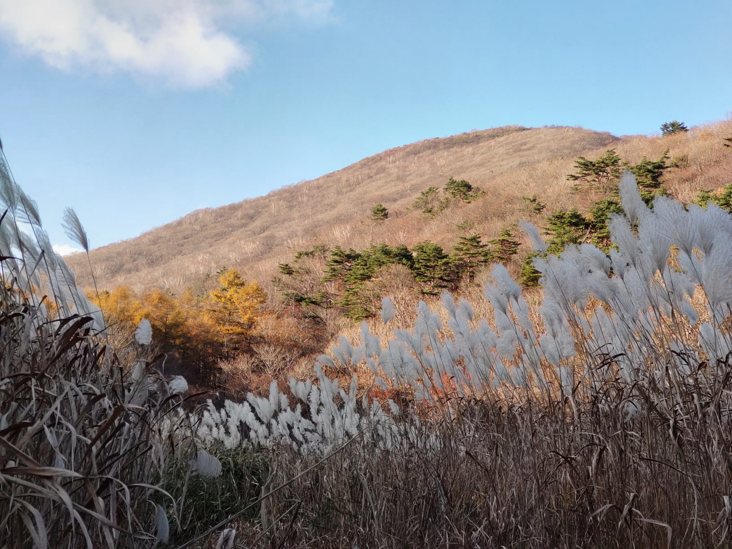 秋　泉ヶ岳　岡沼のススキ