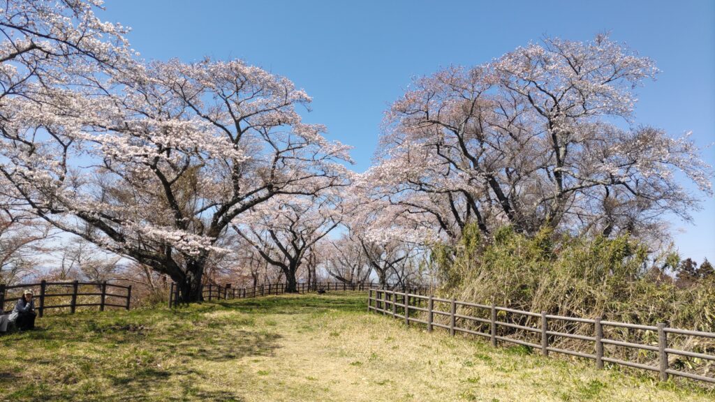 高森山山頂　桜並木