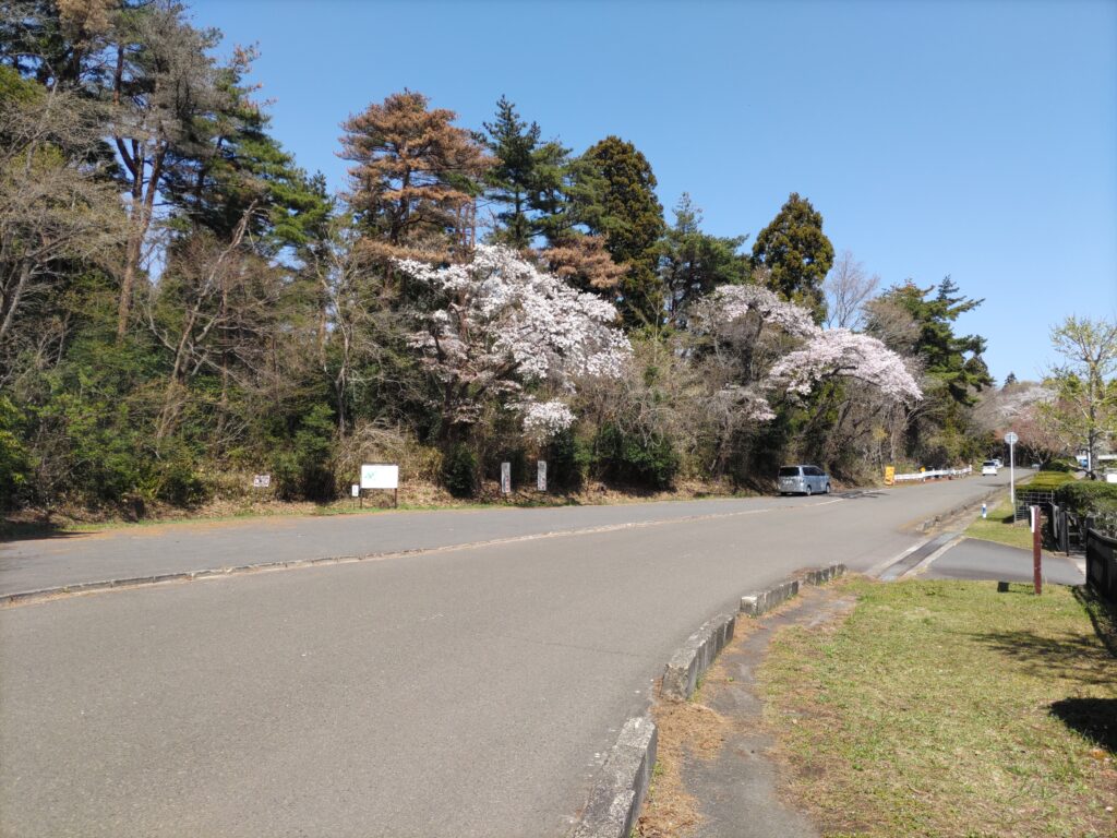 桜のトンネル