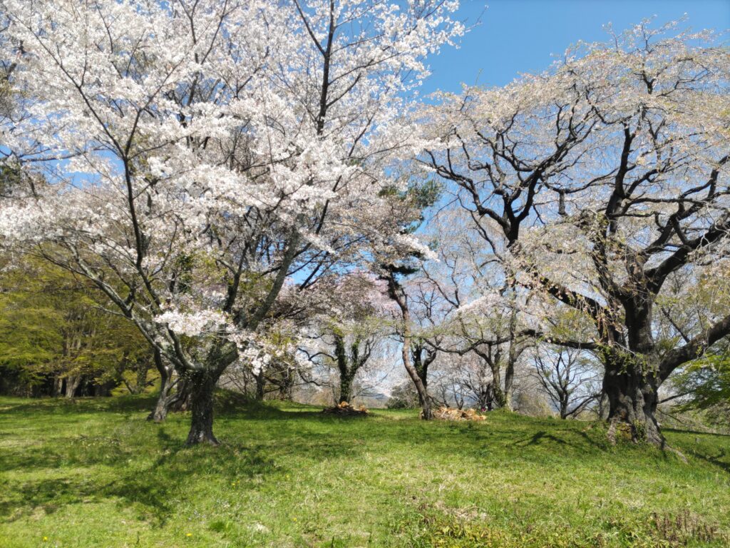 岩切城跡　桜並木