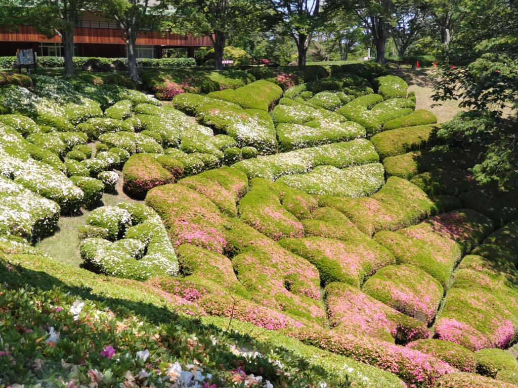 県民の森　　サツキ