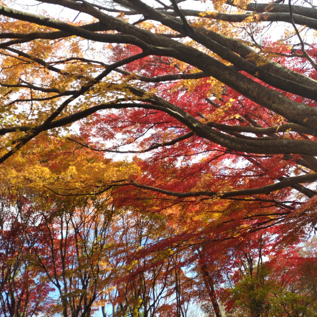 県民の森　紅葉