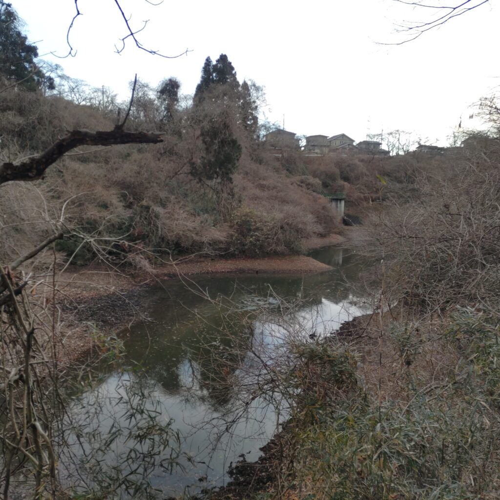 宮城県　県民の森　こならの道　朴手堤