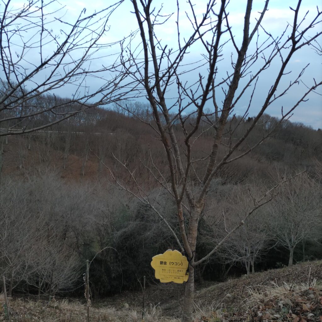 鬱金（ウコン）の樹