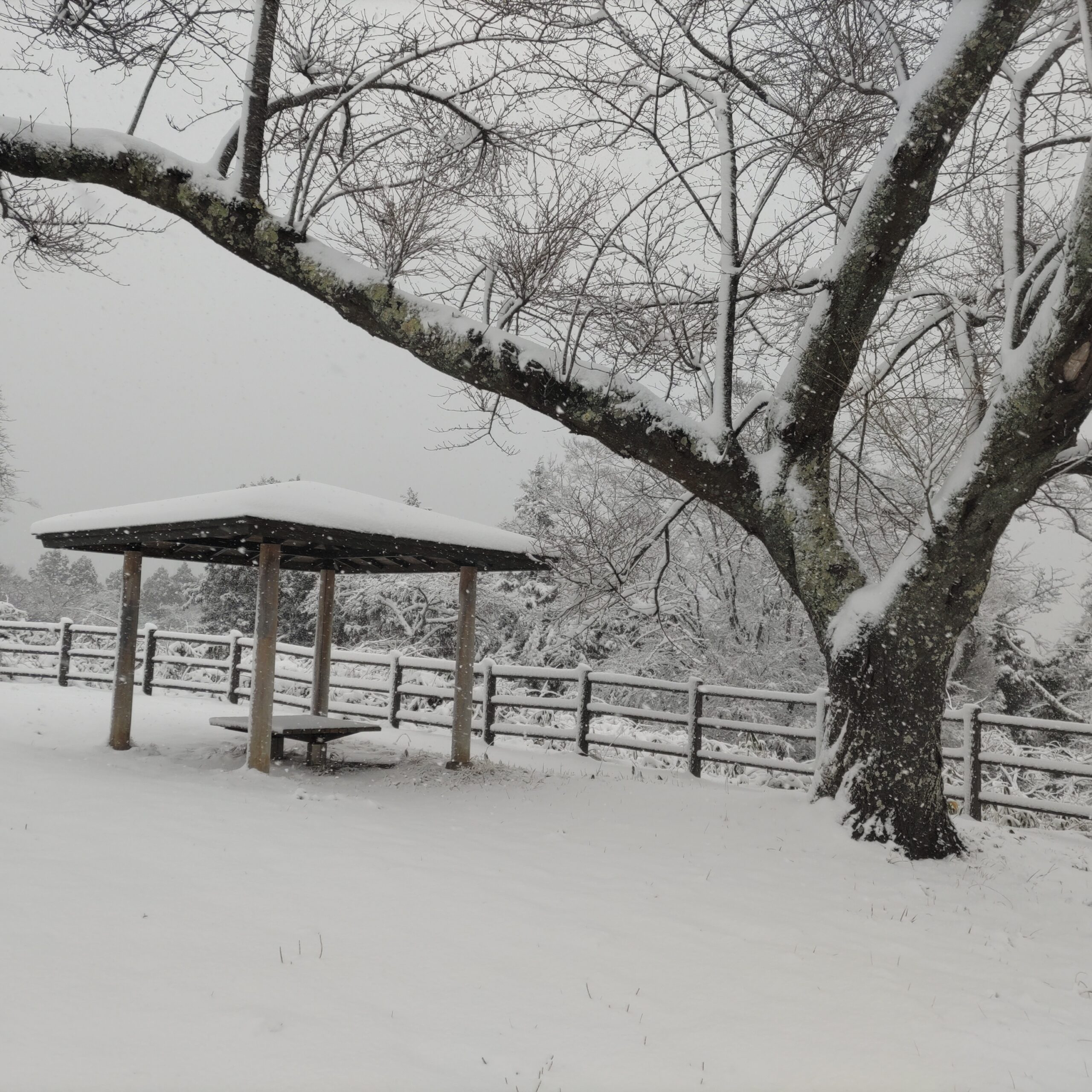 雪の高森山