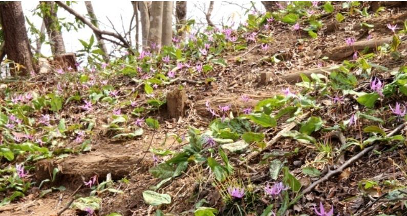 『MISAWAオーナーの森 宮城』のカタクリ群生地