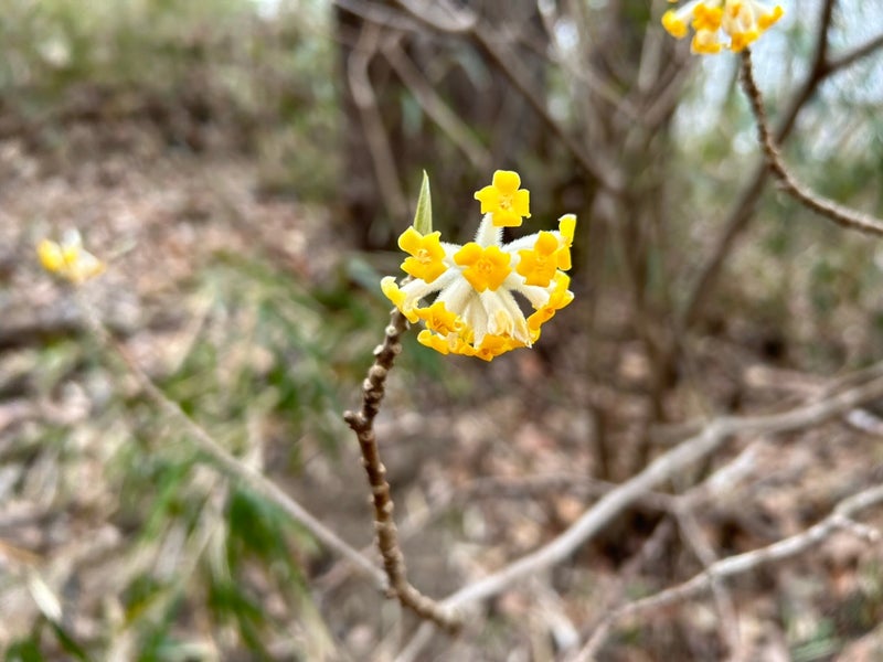 みつまたの花