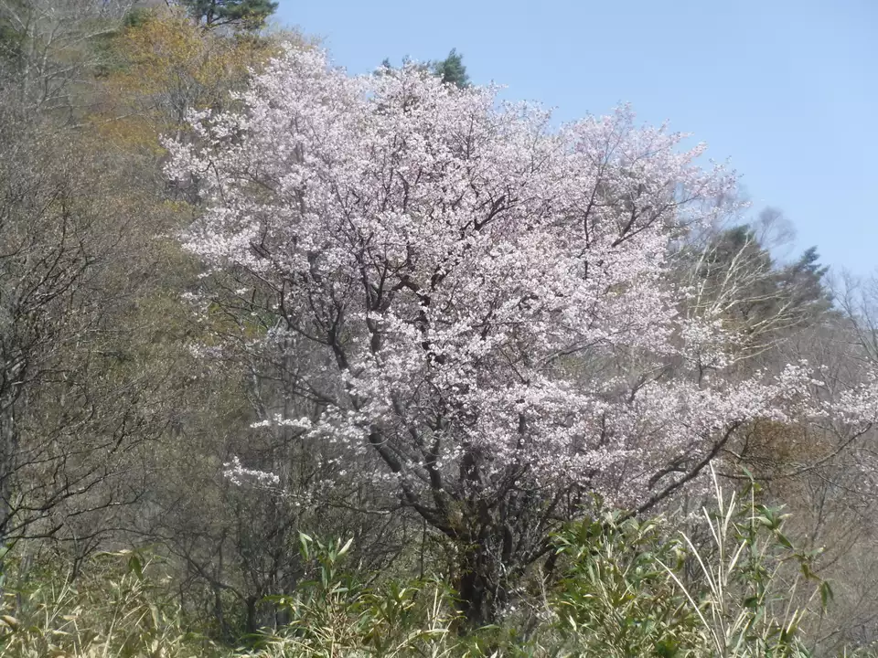 泉ヶ岳　岡沼　オオヤマザクラ