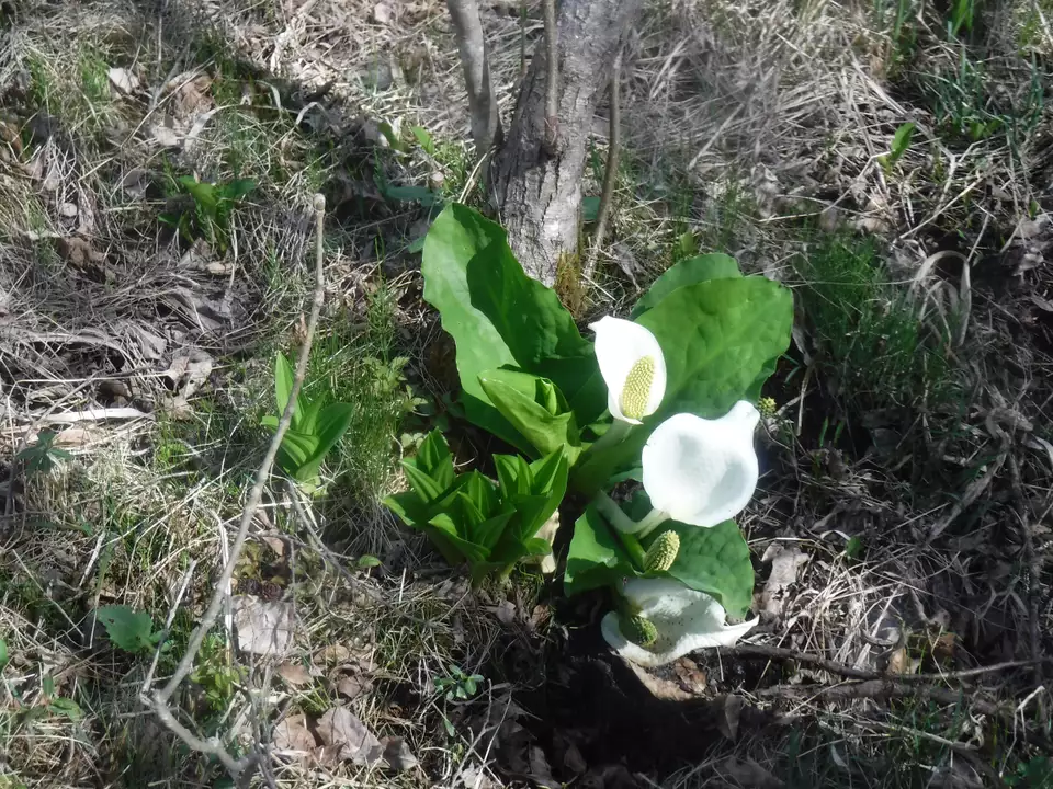 春　　泉ヶ岳　芳の平　　水芭蕉