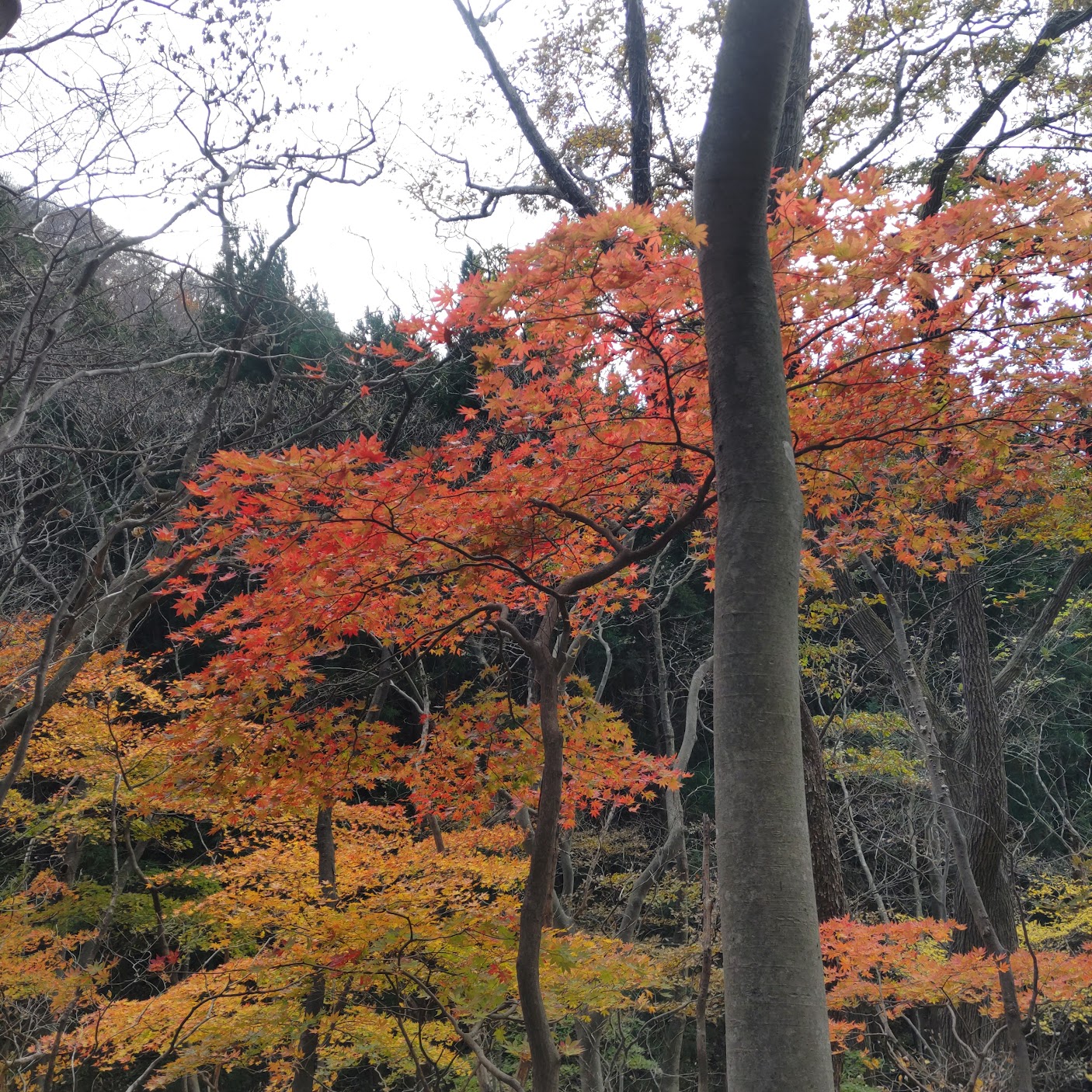 七ッ森　紅葉