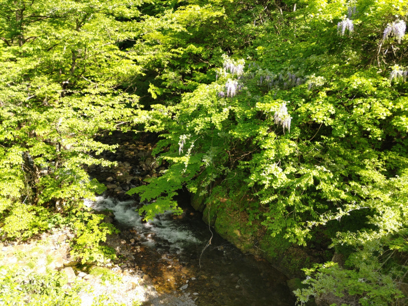 井戸沢のヤマフジ