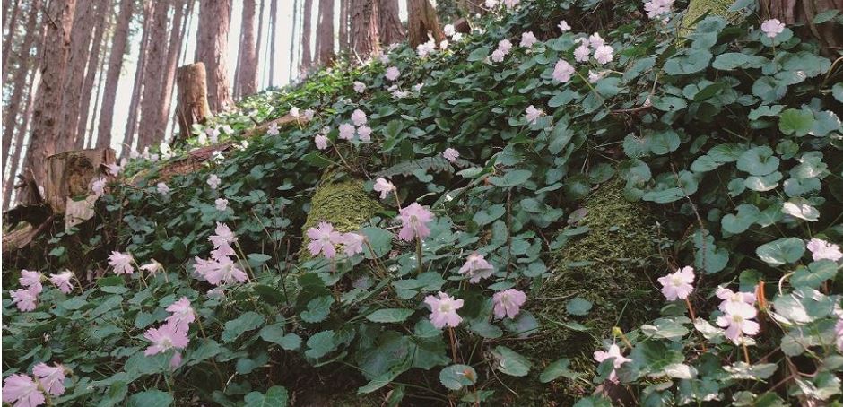 イワウチワ