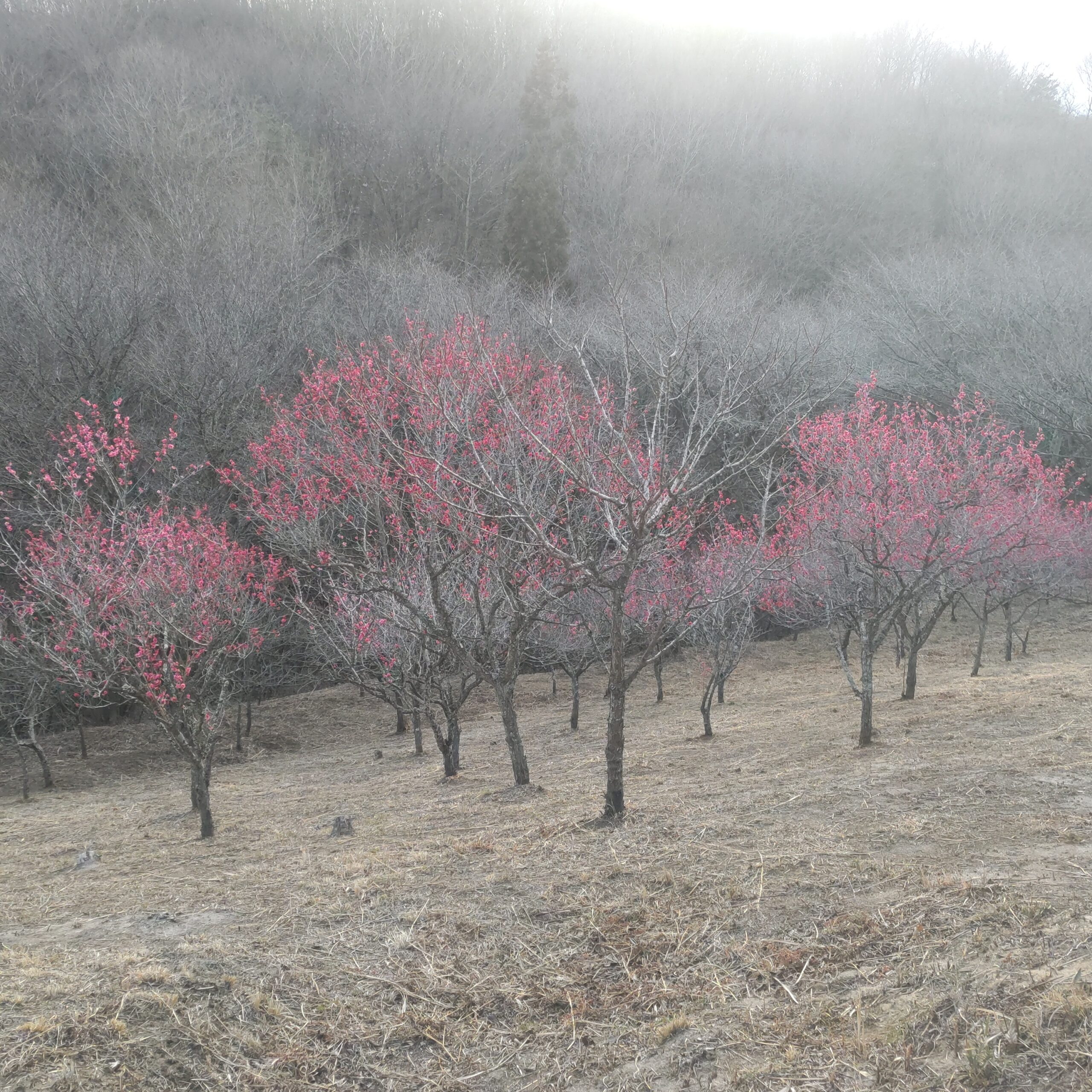 県民の森 紅梅