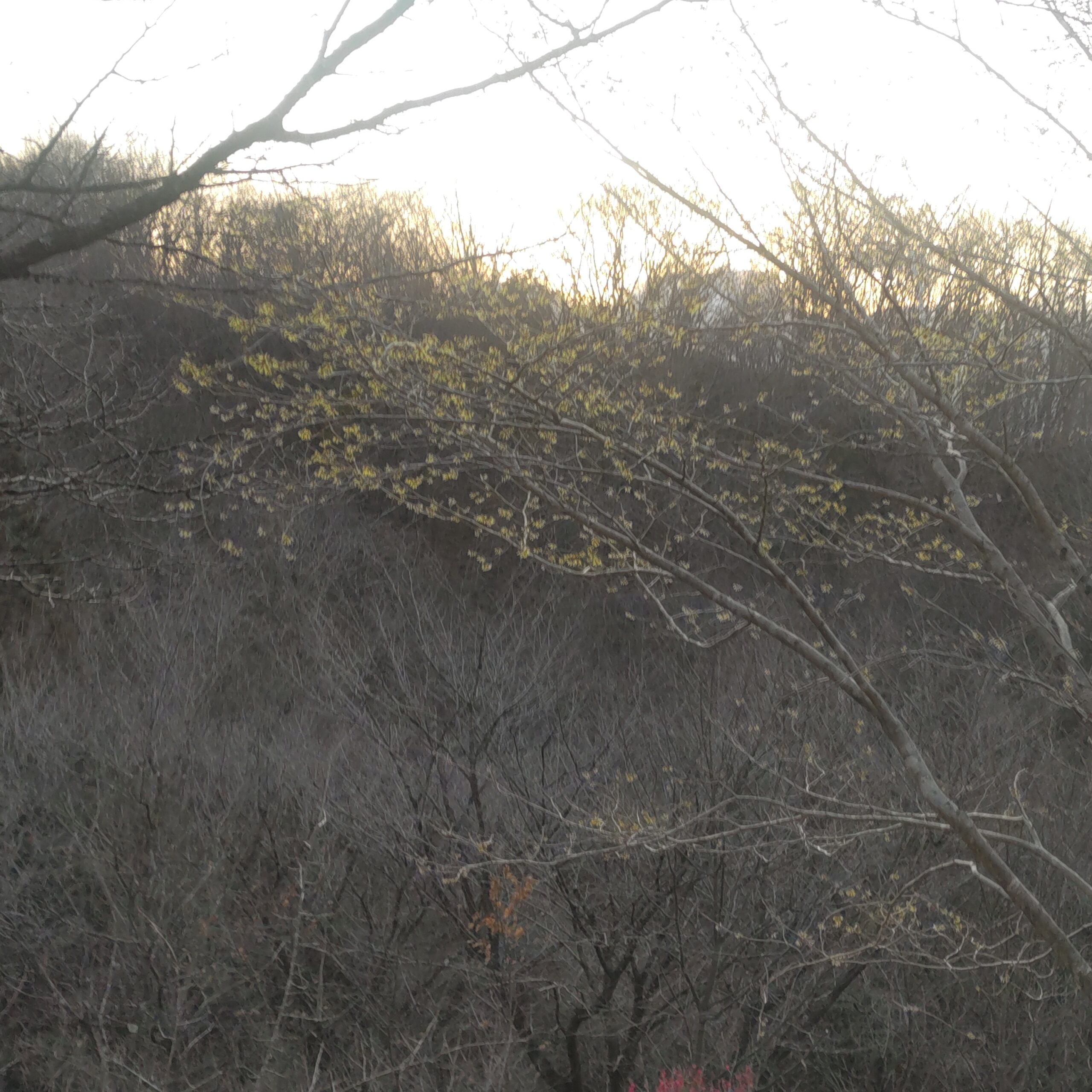 県民の森 マンサクの巨木